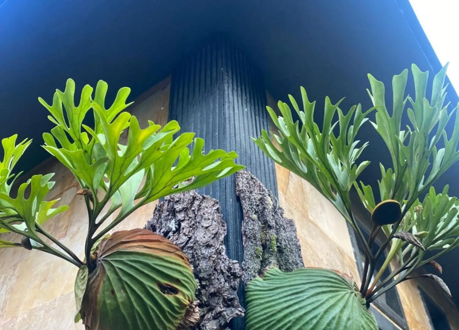 Suryadina Guest House Ubud